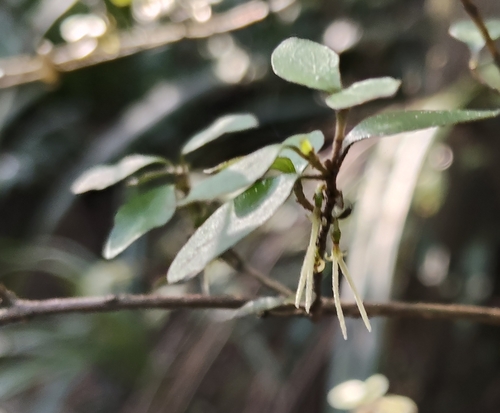 Coprosma rhamnoides, photograph 1