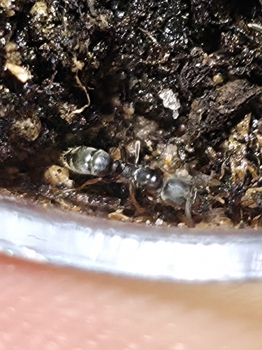 Hypoponera opaciceps observed 2026-09-20