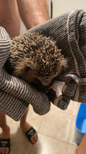 Common Hedgehog
