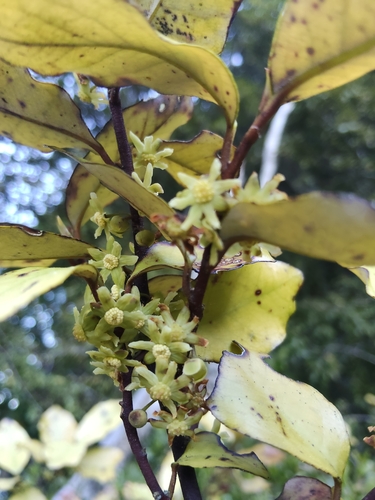 Pseudowintera colorata, photograph 3