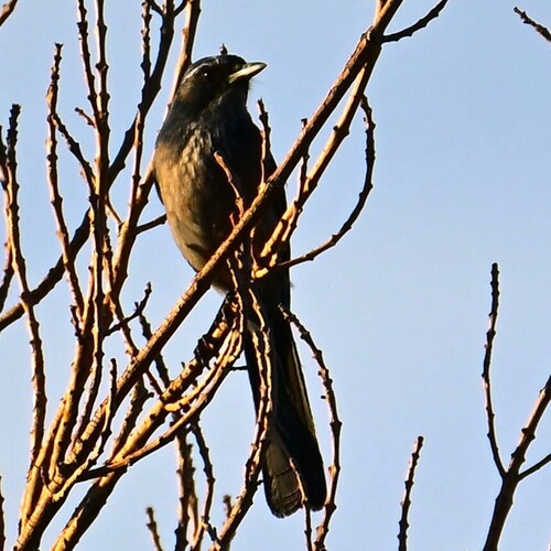 Woodhouse's Scrub-Jay