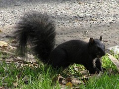 Sciurus carolinensis