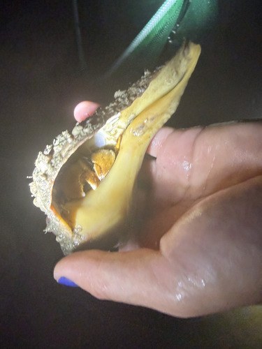 Flat-clawed Hermit Crab