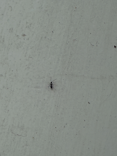 Longhorn Crazy Ant