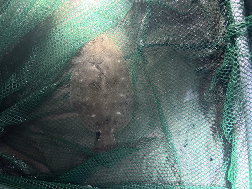 Gulf Flounder