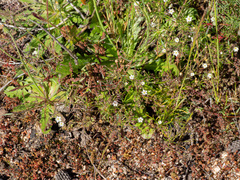 Spergula arvensis, photograph (c) Carmon, some rights reserved (CC BY-SA)
