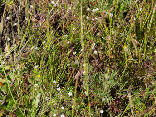 Spergula arvensis, photograph 3