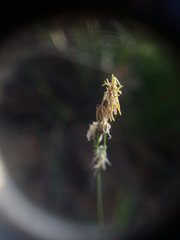 Carex pensylvanica