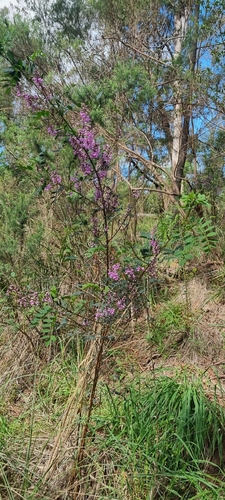 Australian Indigo