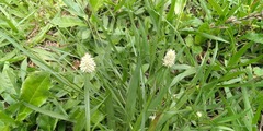 Cyperus sesquiflorus