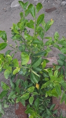 Citrus × aurantiifolia