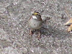 Zonotrichia albicollis