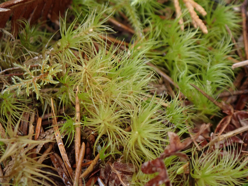 Dicranum majus observed 2026-09-20