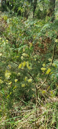 Prickly moses