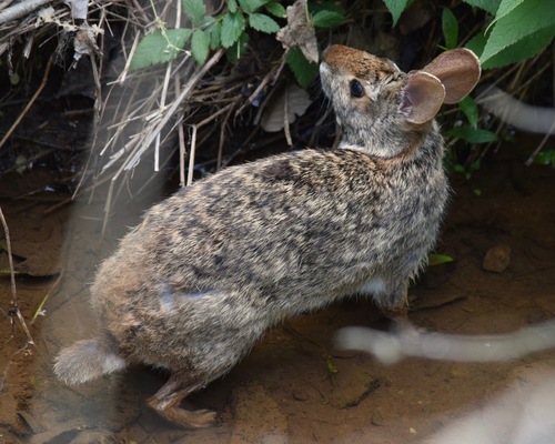Swamp Rabbit photographed in Georgia