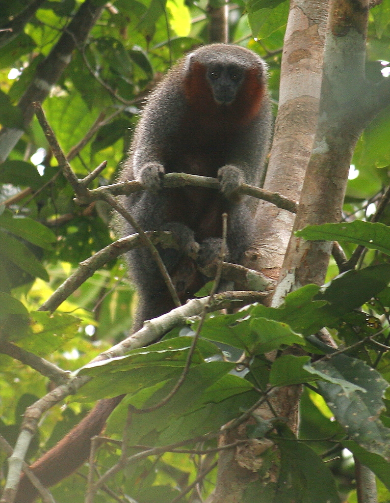 Firetailed Titi Monkey
