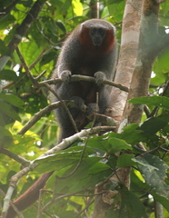 Firetailed Titi Monkey photo 1