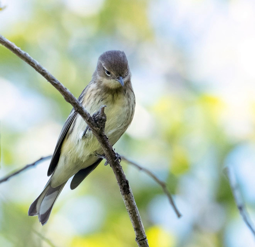 Yellow-rumped Warbler