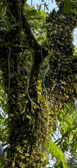 Pyrrosia piloselloides