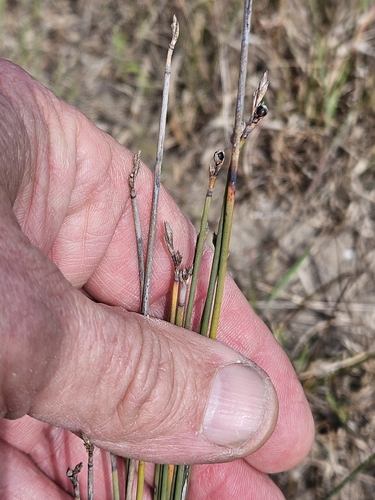 Machaerina juncea observed 2026-09-20