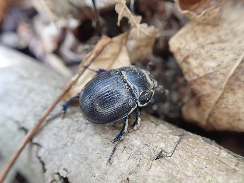 Woodland Dor Beetle