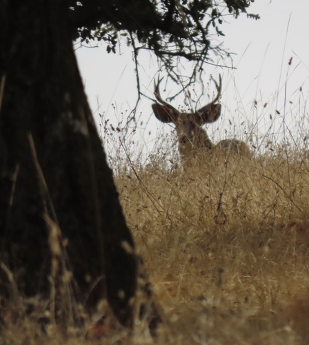 Columbian Black-tailed Deer seen in Sonoma Valley