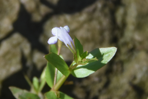 Lindernia dubia, photograph 6