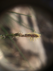 Carex pensylvanica