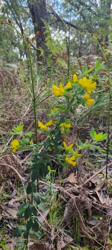 French broom