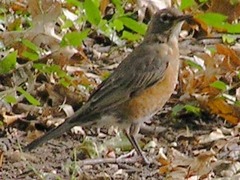 Turdus migratorius