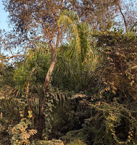 Attalea phalerata
