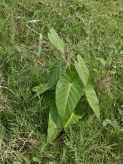 Cynanchum rostellatum, photograph Lihai Song, CC0, iNaturalist via GBIF