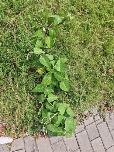 Cynanchum rostellatum, photograph 4