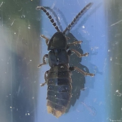 Phosphaenus hemipterus