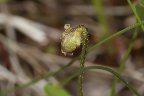 Common Butterwort