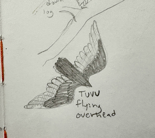 Turkey Vulture