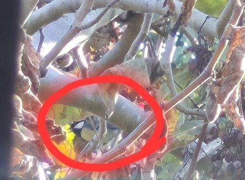 Great Tit
