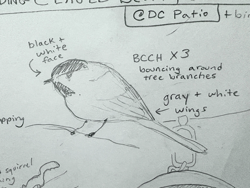 Black-capped Chickadee