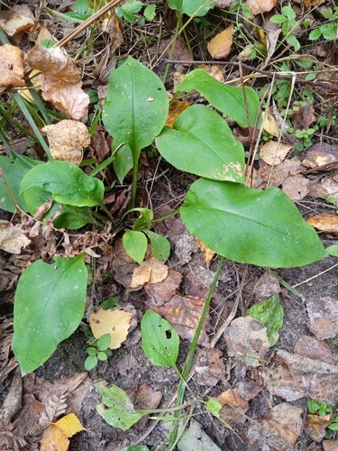 Pulmonaria obscura, photograph 1