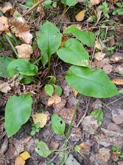Pulmonaria obscura, photograph (c) shadow_385, some rights reserved (CC BY)