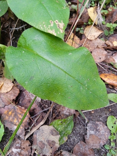 Pulmonaria obscura, photograph 2