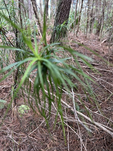 Dracophyllum sinclairii, photograph 2