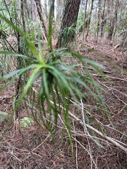 author not stated, no rights reserved Dracophyllum sinclairii, photograph author not stated, no rights reserved