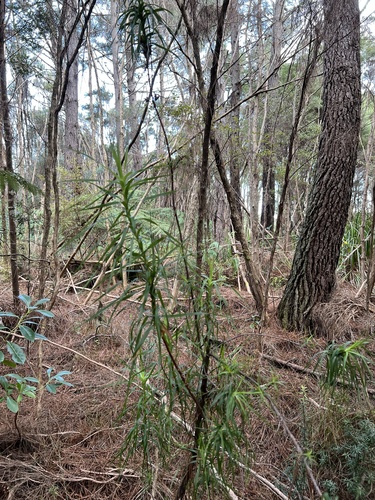 Dracophyllum sinclairii