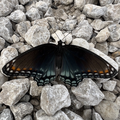 Red-spotted Admiral