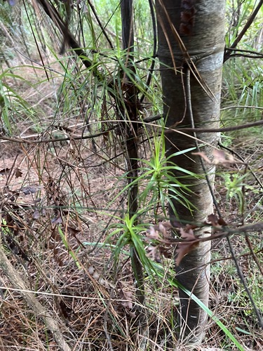 Dracophyllum sinclairii, photograph 4