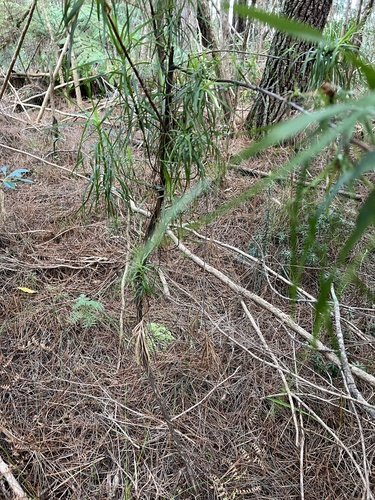 Dracophyllum sinclairii, photograph 3