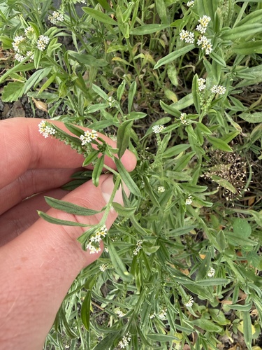 Euploca procumbens observed 2026-09-20