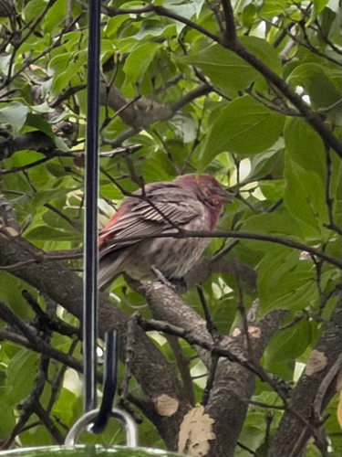 House Finch