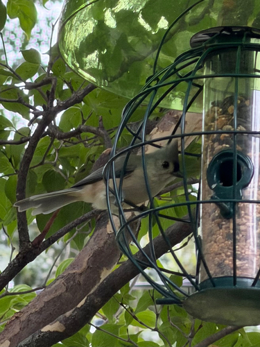 Tufted Titmouse